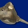 Old World Christmas Glass Ornament - Stingray