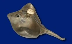 Old World Christmas Glass Ornament - Stingray