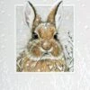 Petite Boxed Christmas Cards - "Cool Cotton Tail"